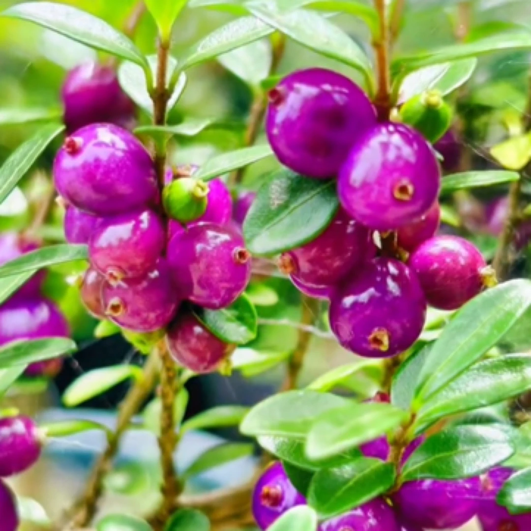 蕊冒忍冬绿植盆景，恩施大峡谷河流小叶蓝果忍冬