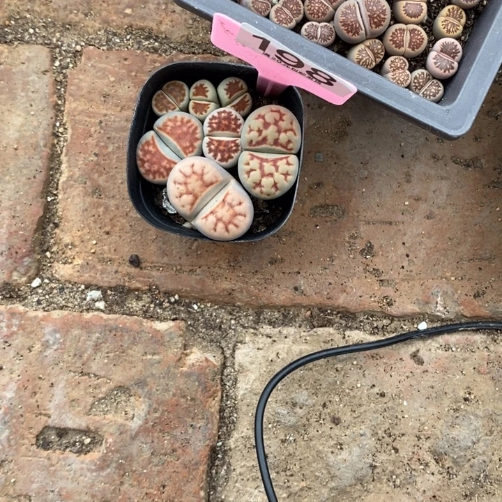 涅***槃生石花等植物的生长198