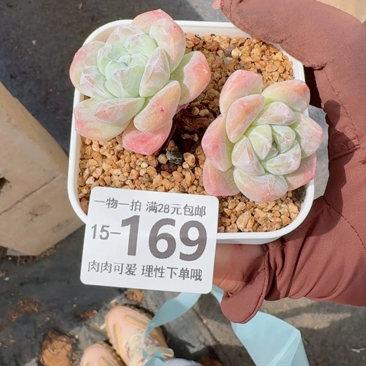冰玉无盆土发货多肉多