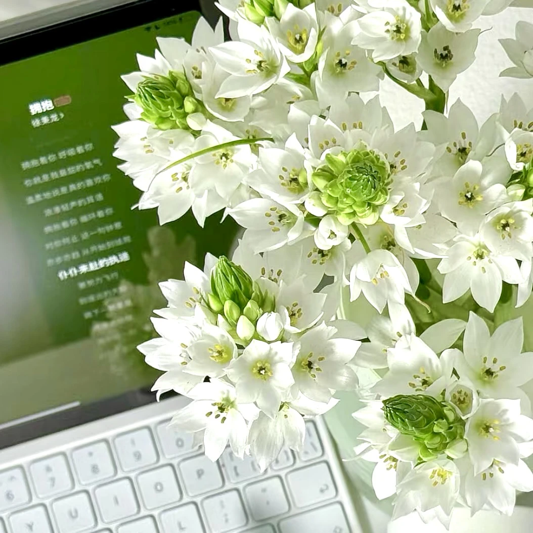 【雀梅】雀梅鲜花家庭插花瓶插基地直发 3单顺丰包邮