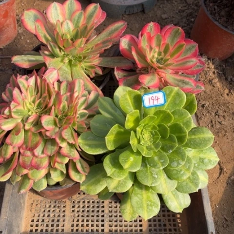 194多肉植物组合