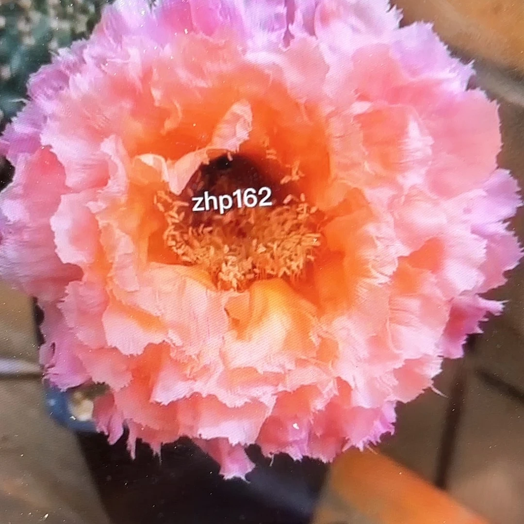 062彩瑕痴20包邮侧牙仙人球34