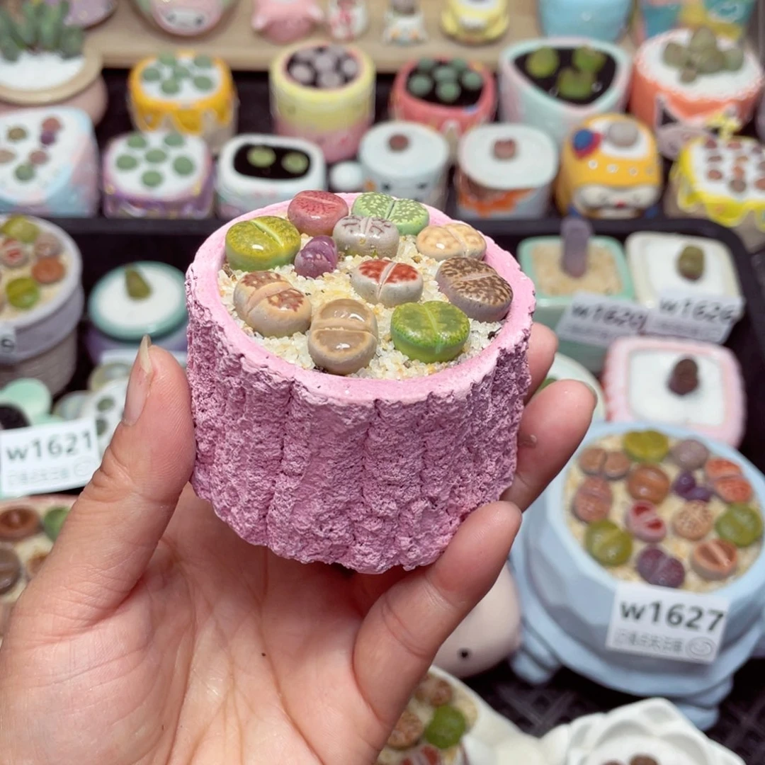 w1634 -零下地区拍保温箱-15支持寄养