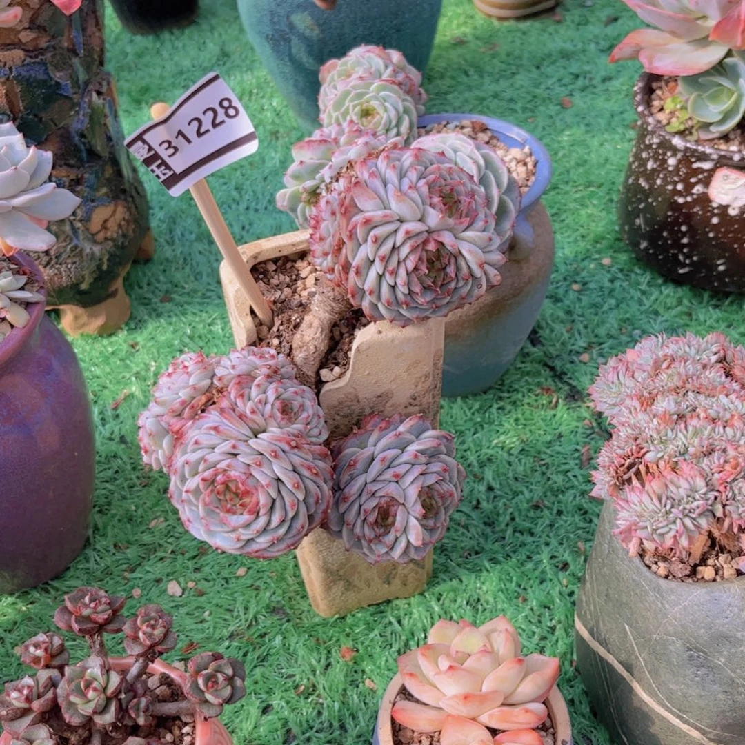 华****天鹅绒多肉植物31228