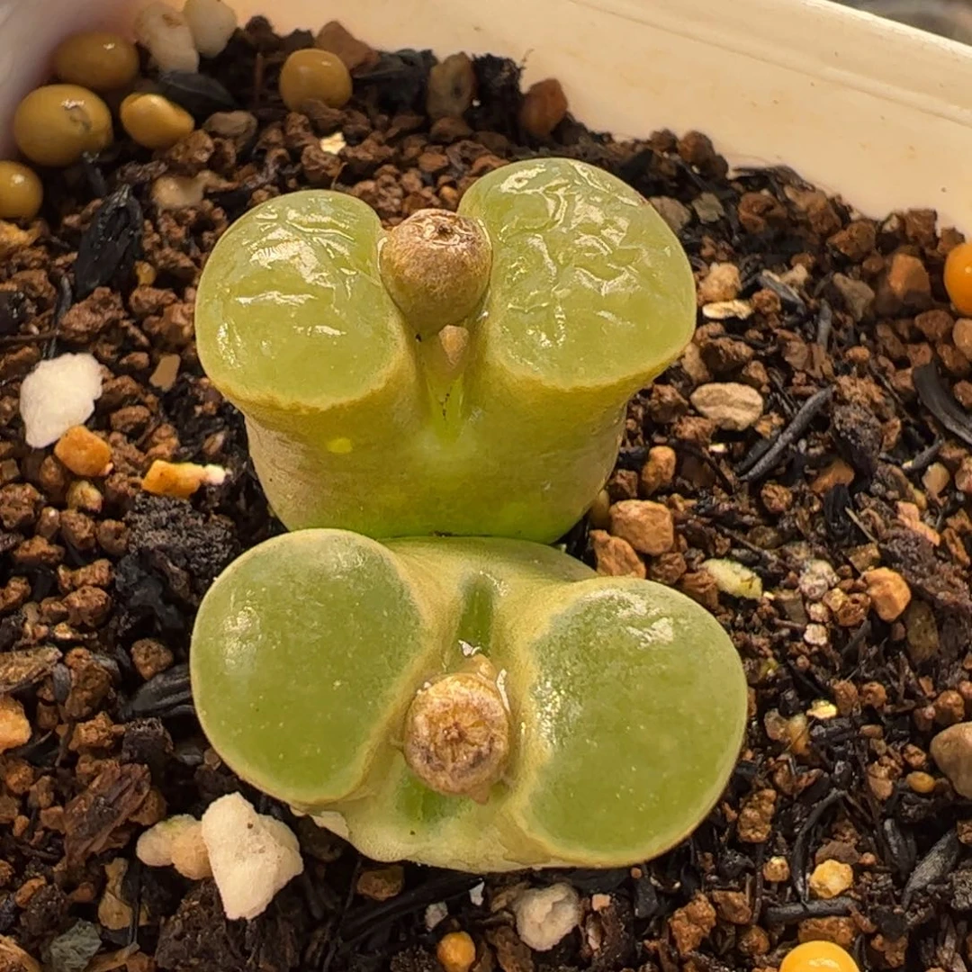 035多肉植物百科