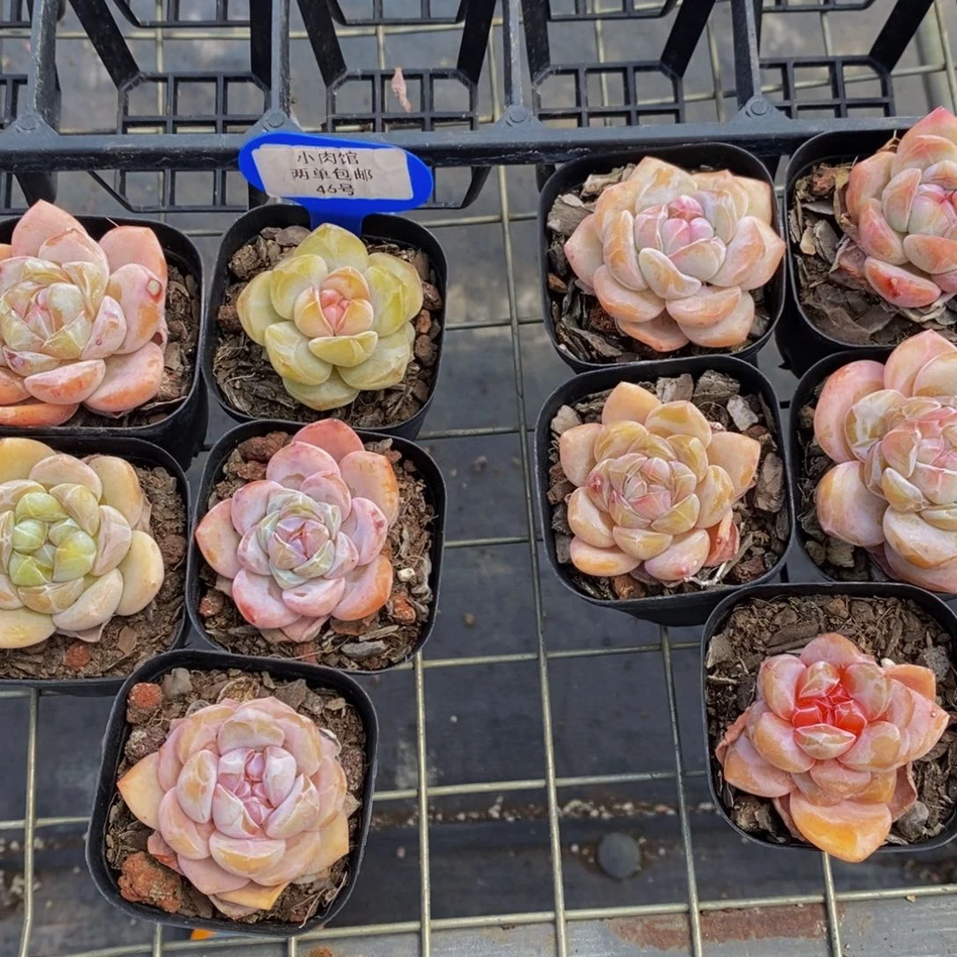 46-精品奶油冰橙单头五个