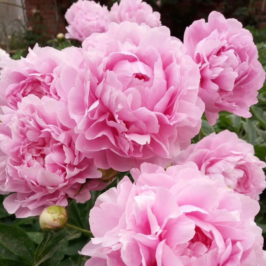 【种生粉】芍药裸根 庭院花卉