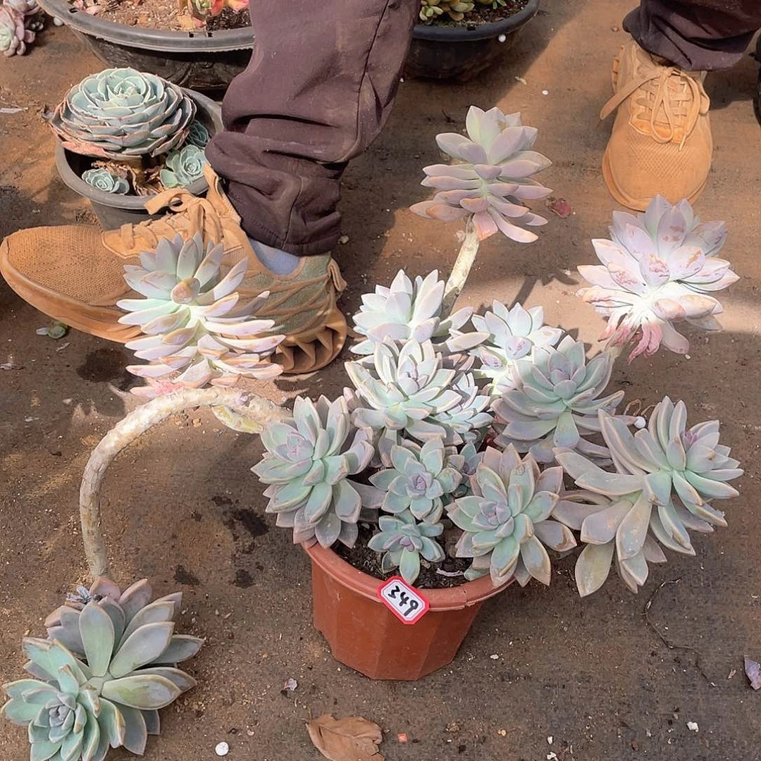 349淡雪一物一拍多肉