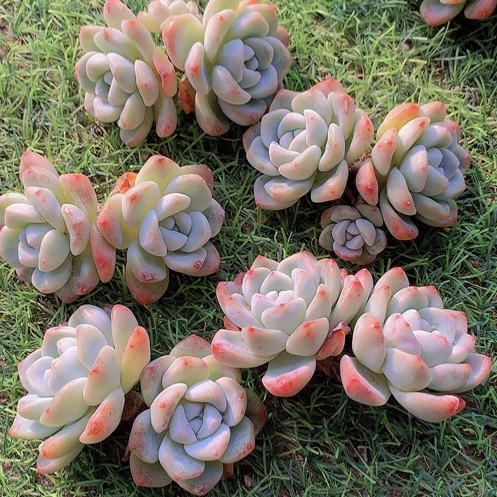 一物一拍，福利粗腿双头冰玉5颗