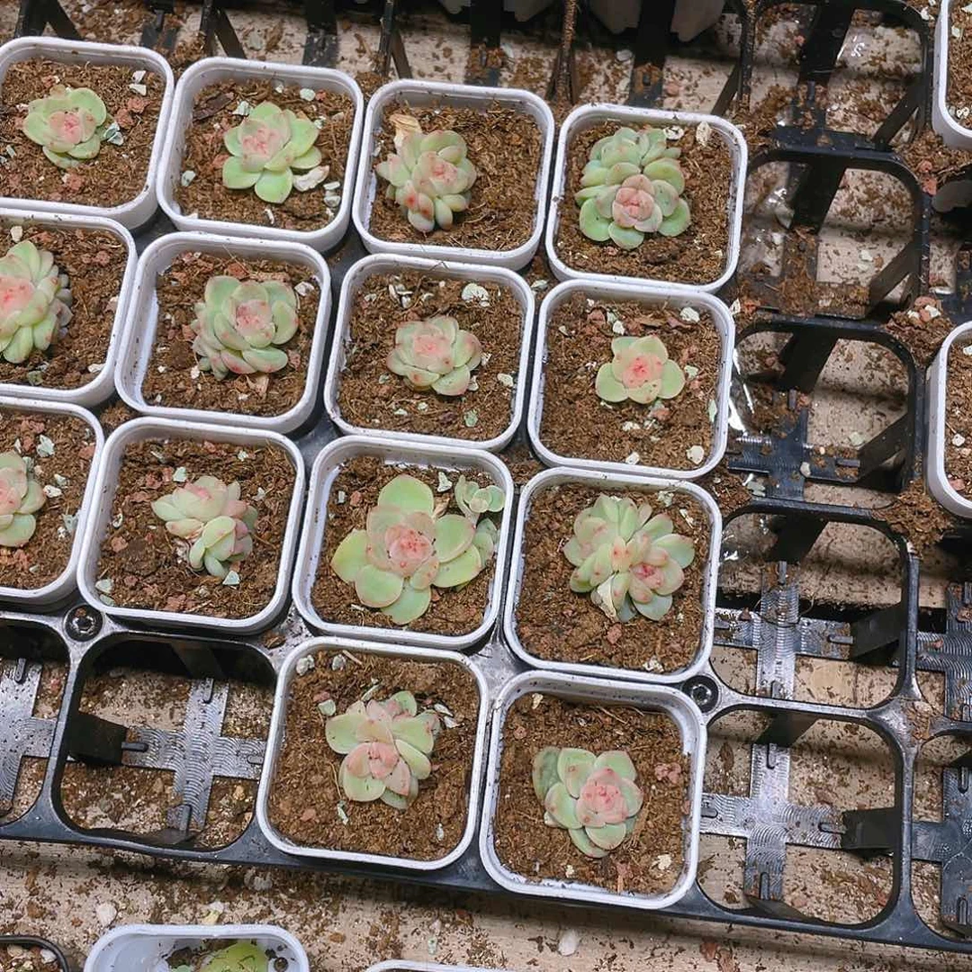 明月T0状态中盆一个满25包邮