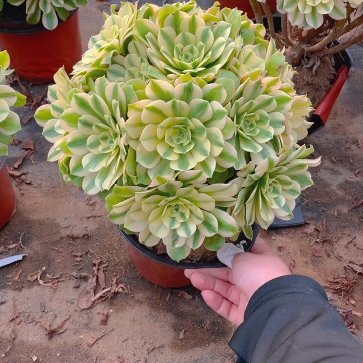 667辛尼亚法师多肉断枝不售后