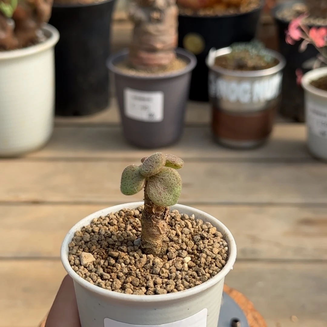 194薛辉圣塔满50包邮