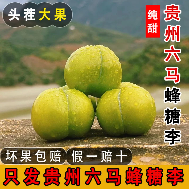 [顺丰包邮]正宗贵州镇宁六马蜂糖李脆甜可口新鲜水果[假一赔十]