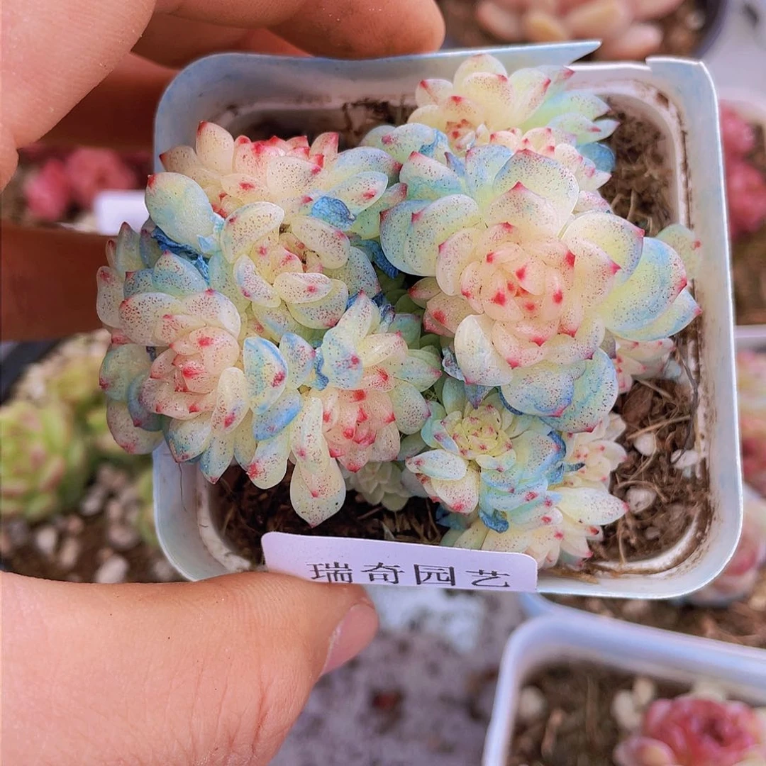 00000000000003量拍