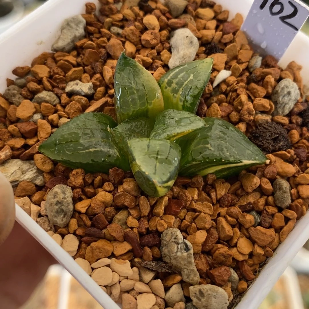 162号阿房宫锦多肉