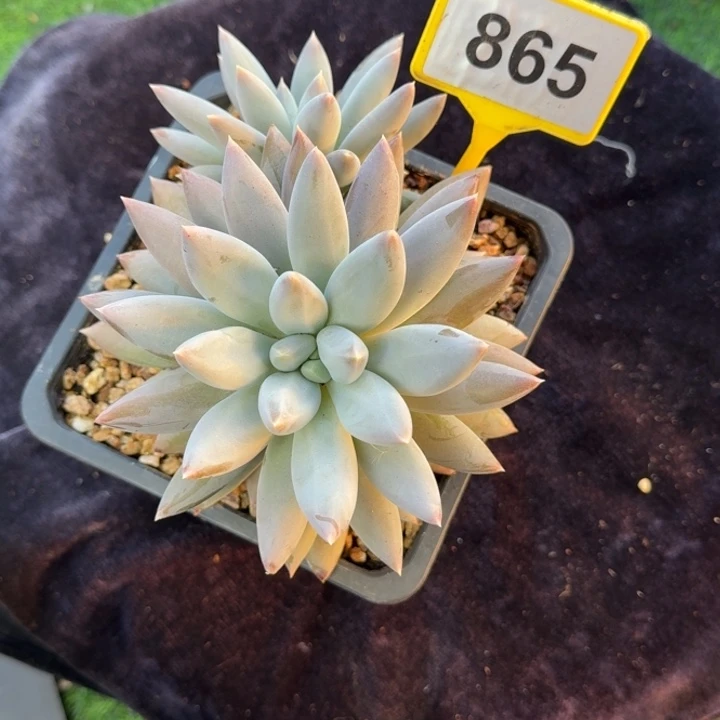 多肉植物哥特群865