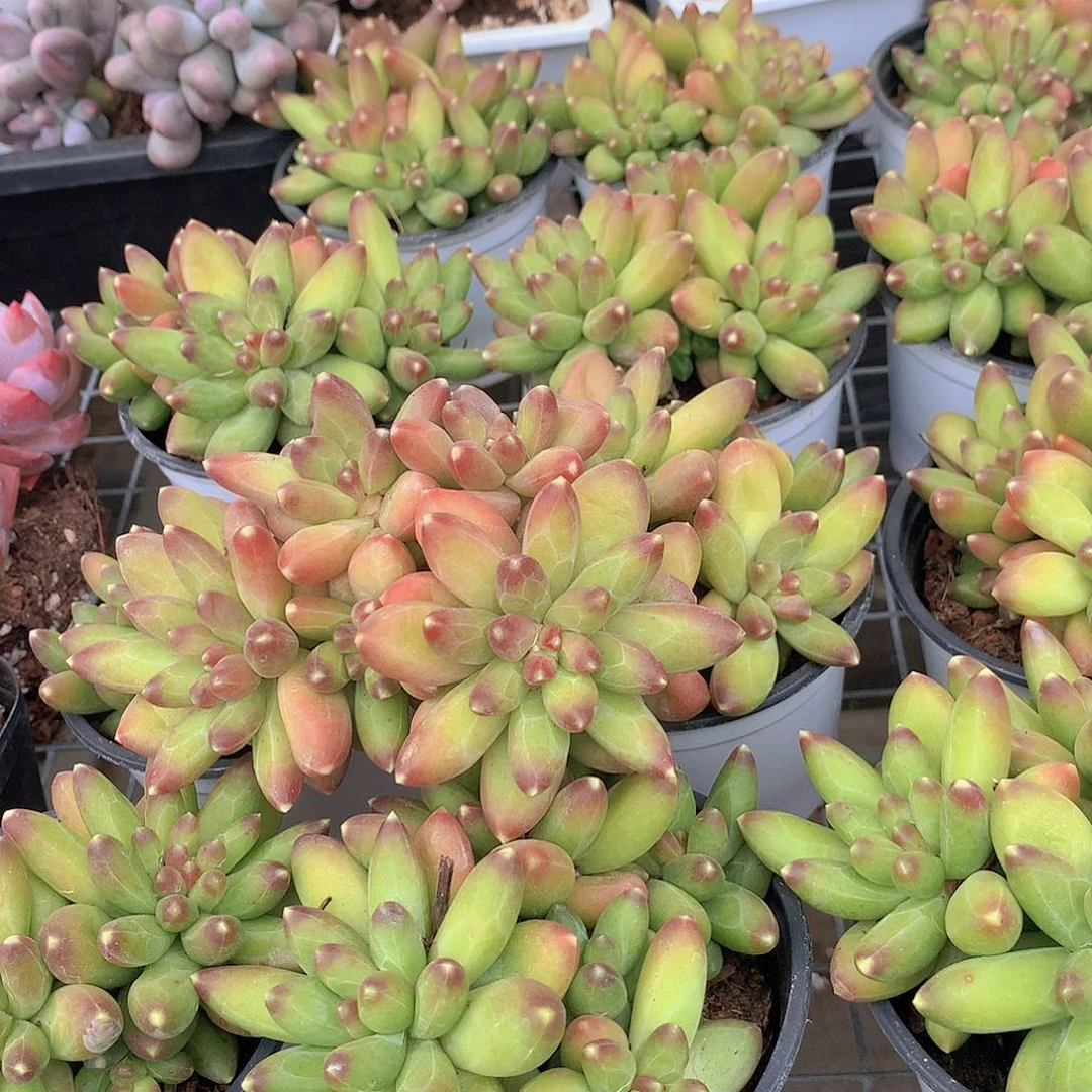 优选千代田3456788999000