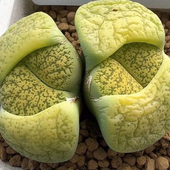 030.岛田双头绿弁天