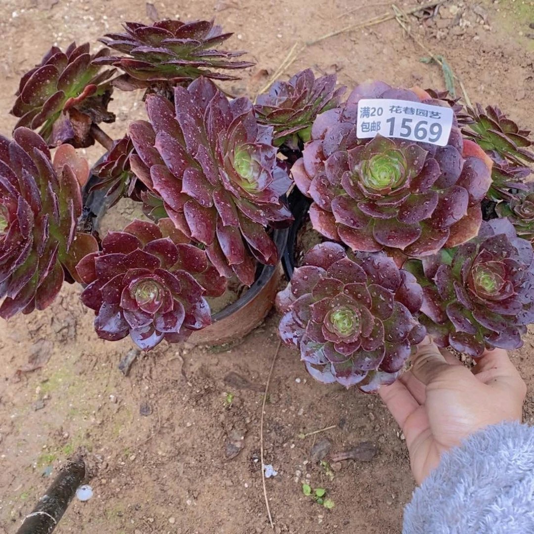 1569-1570 号一物一拍多肉植物