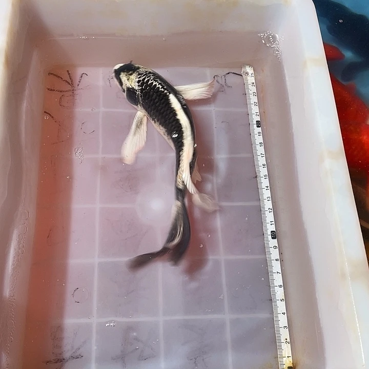 蝴蝶鲤鱼渔场直发51