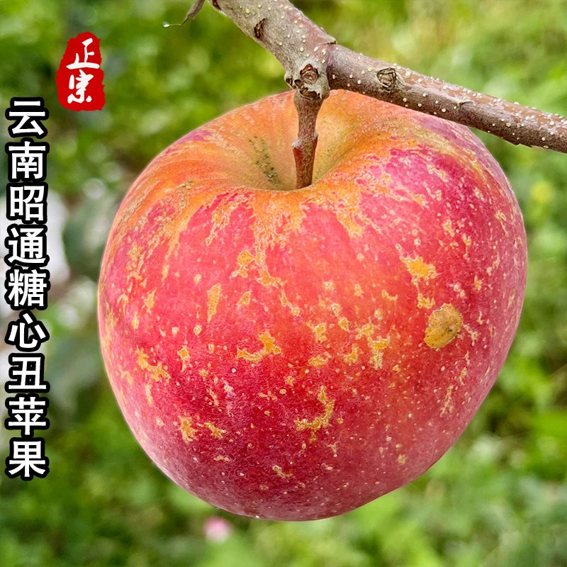 精品9斤 正宗云南昭通丑苹果冰糖心脆甜新鲜水果现摘当季高原苹果