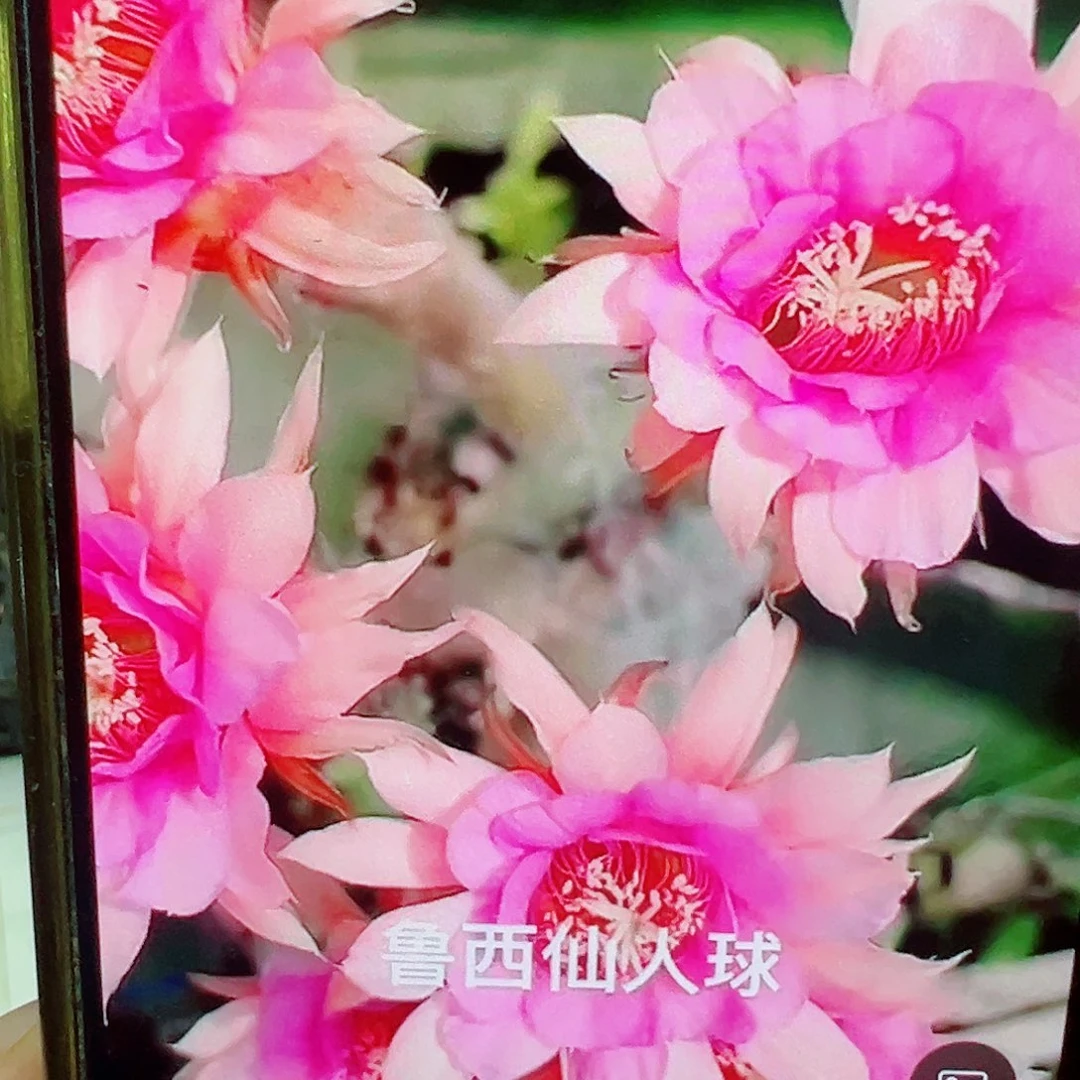 金妞 蓉蓉侧芽 满20包邮
