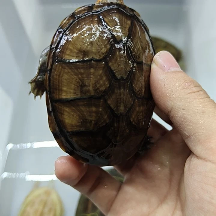 中国大陆乌龟甲鱼