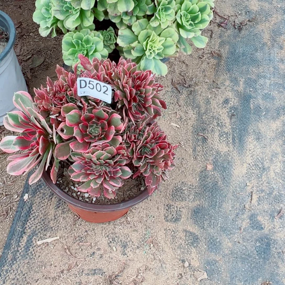 502粉女巫缀化多肉植物法师