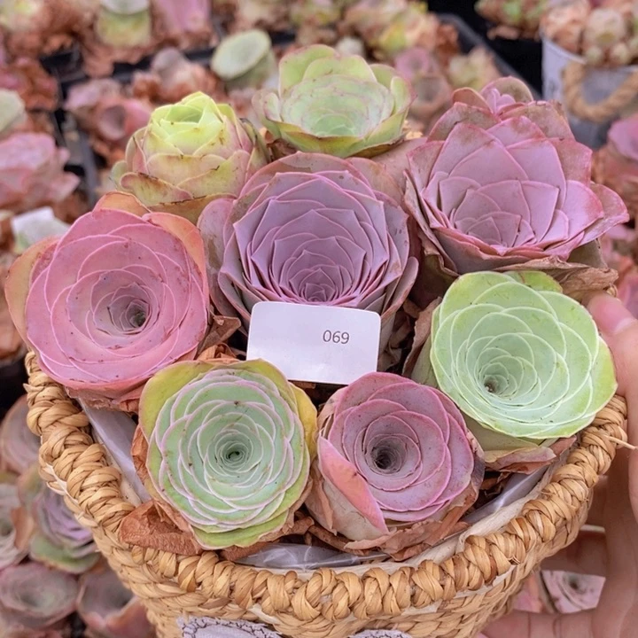 山地玫瑰漂亮多品种花篮069