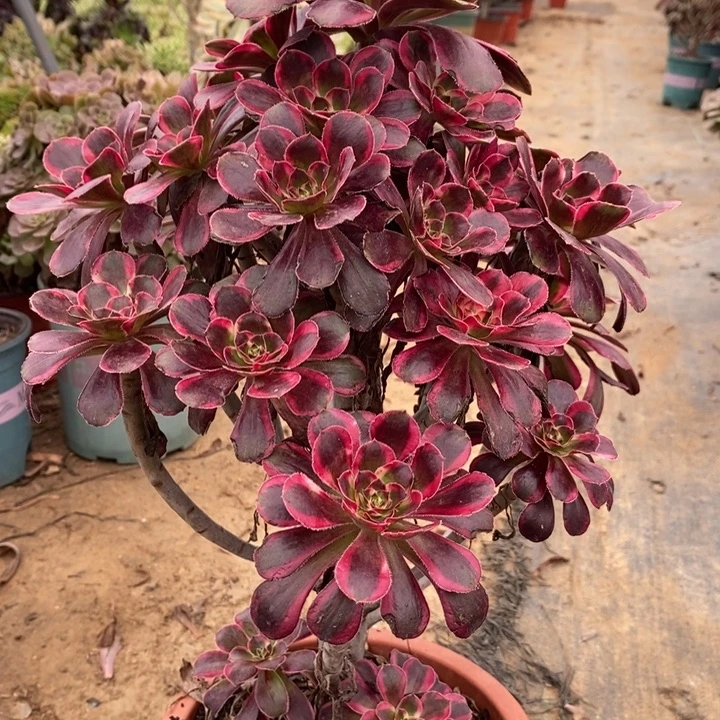 丽娜25多肉植物法师法师