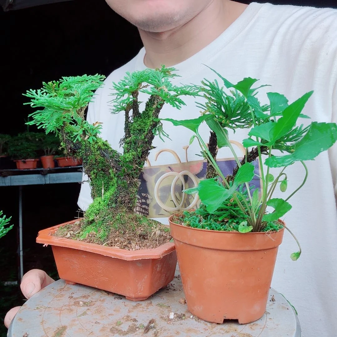 无花朵卷柏科一物一拍46