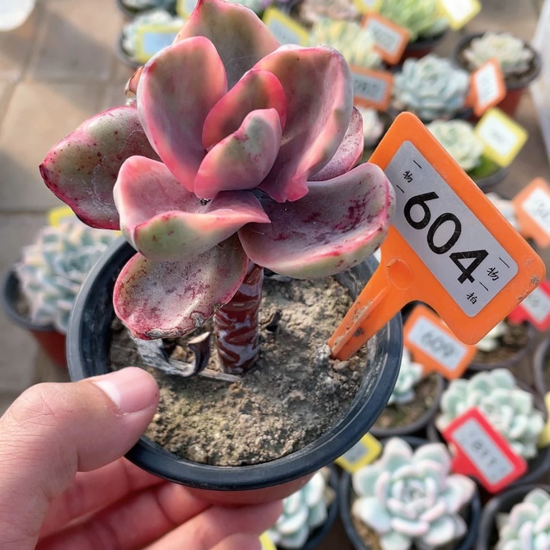 【闪购商品】604号