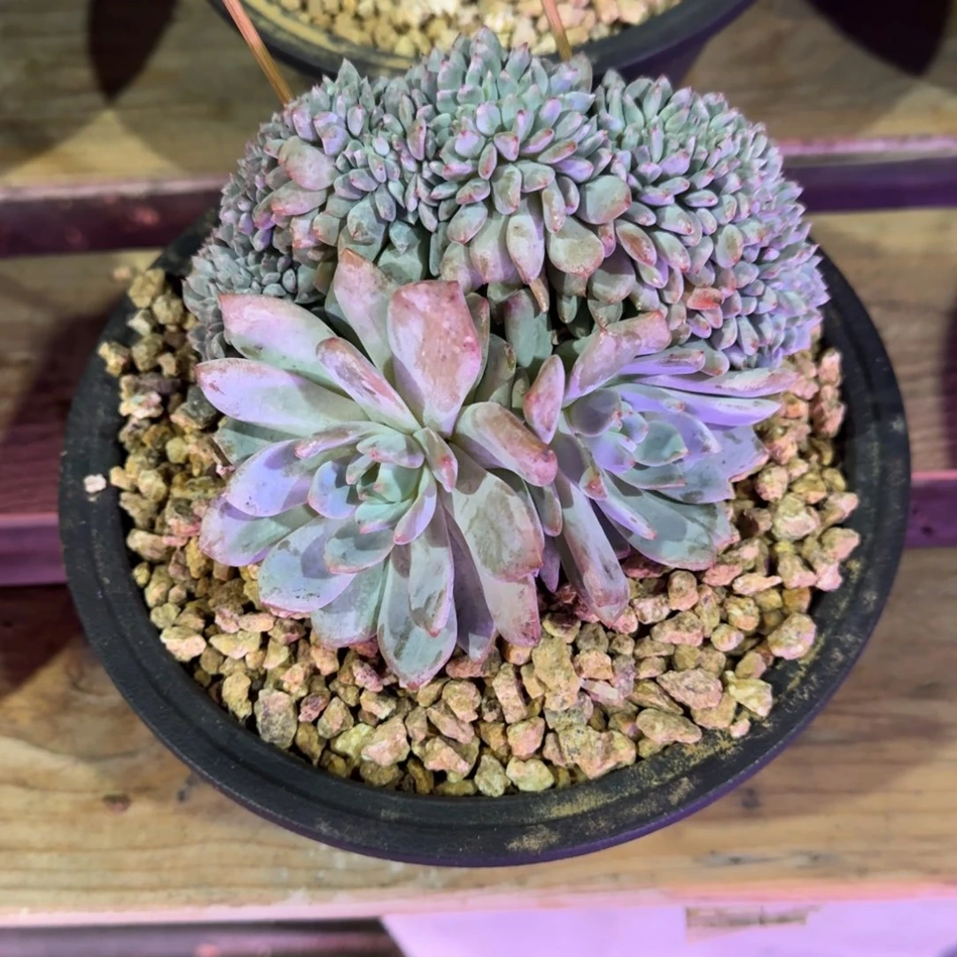 星影树缀无砍多肉