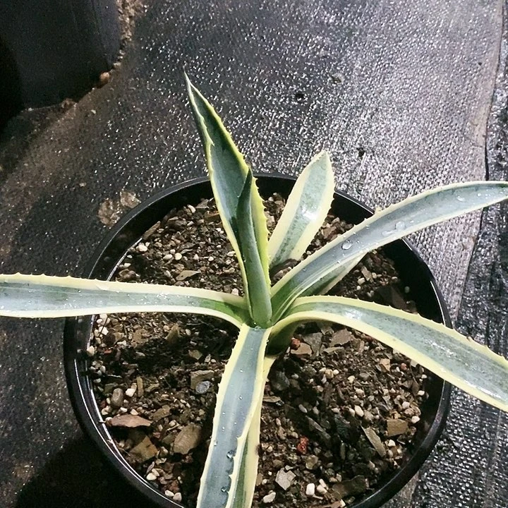 【闪购商品】无花朵龙舌兰金边兰