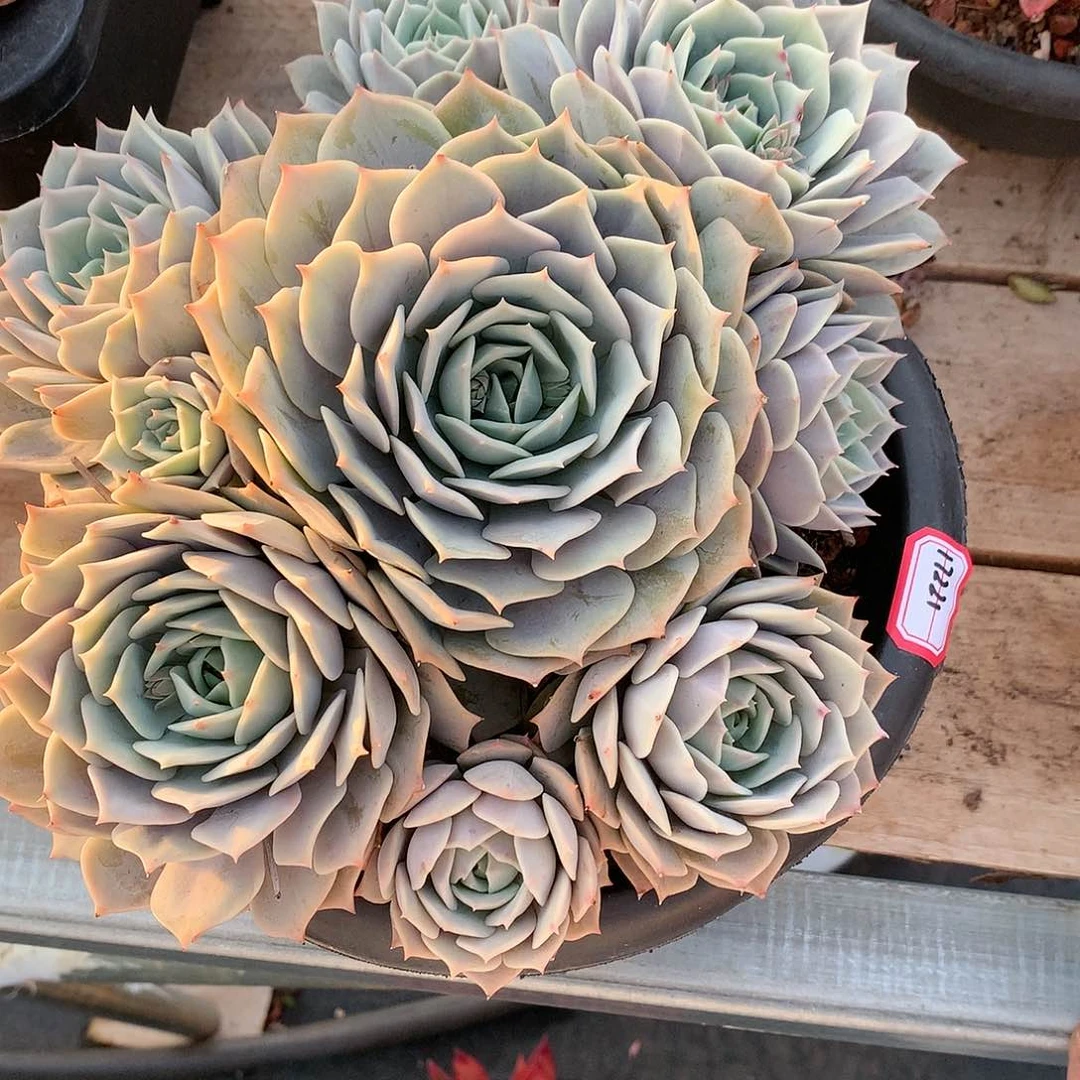 徐*粉蝶露娜莲串17211