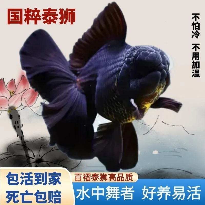 精品百褶泰狮金鱼泰狮百褶裙冷水观赏鱼黑金鱼中小型泰狮好养好活
