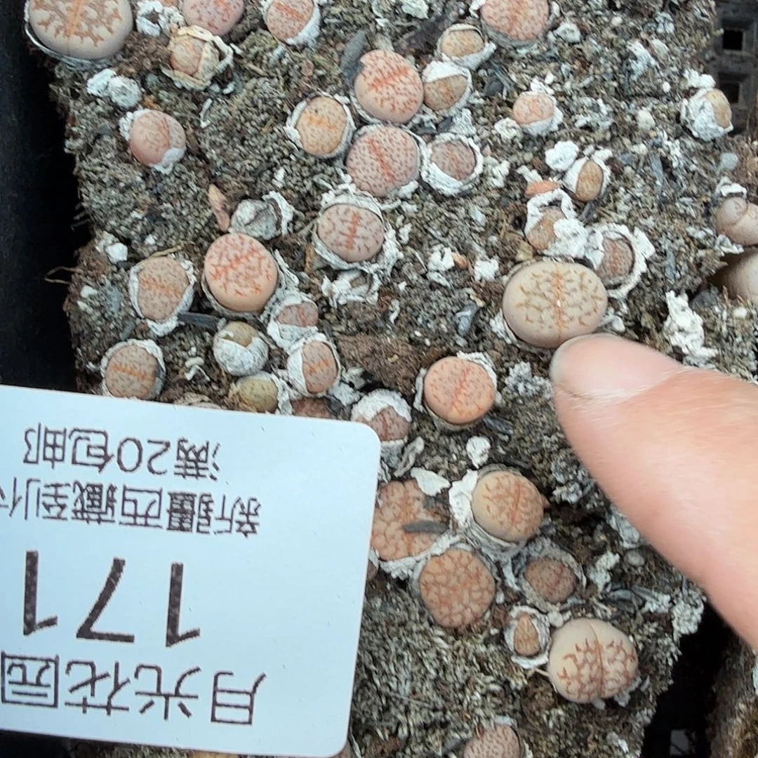 哈哈笑不出眼泪啦好的知道171