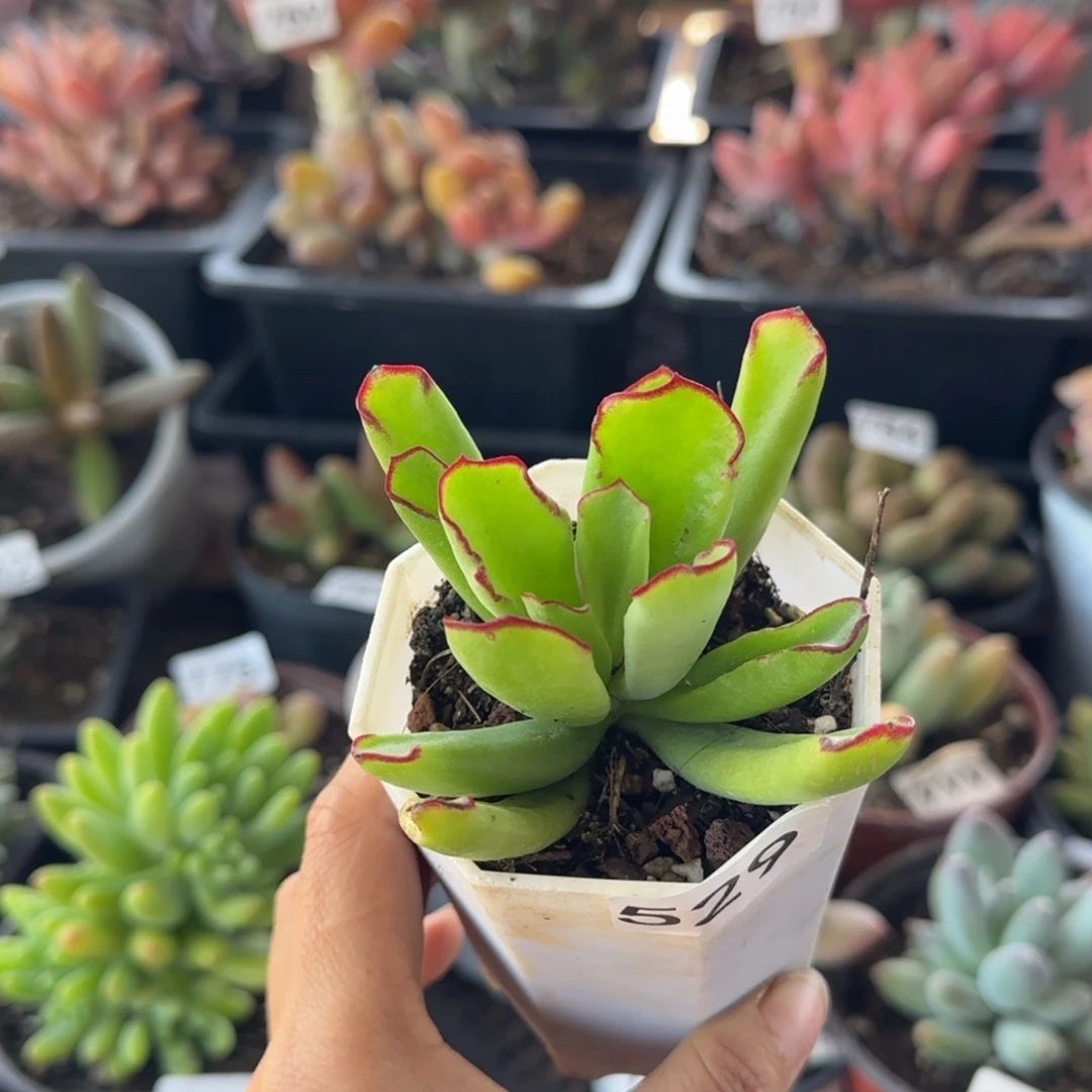 529号一物一拍一物一拍