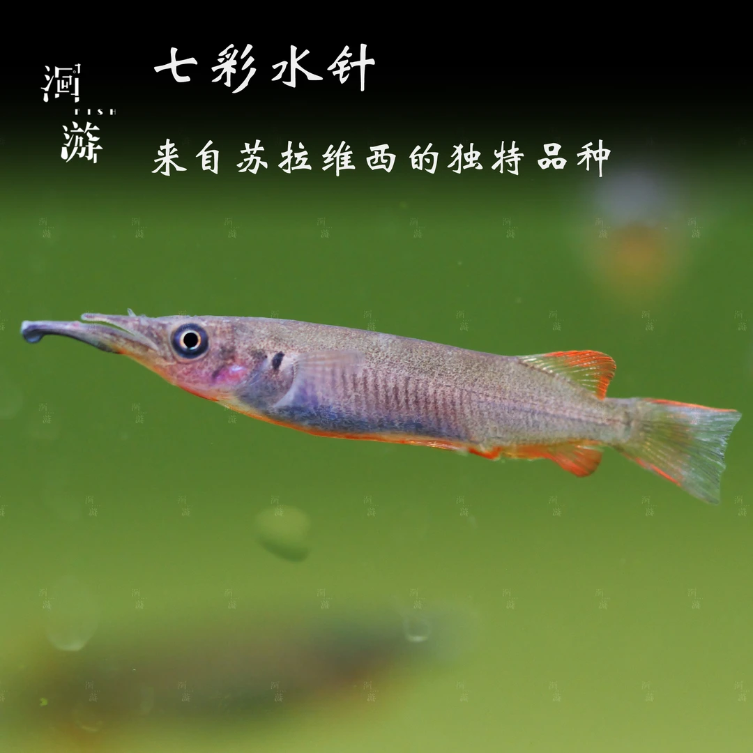 【洄游】七彩水针 针鱼东南亚热带观赏鱼混养/定水检疫/满100包邮