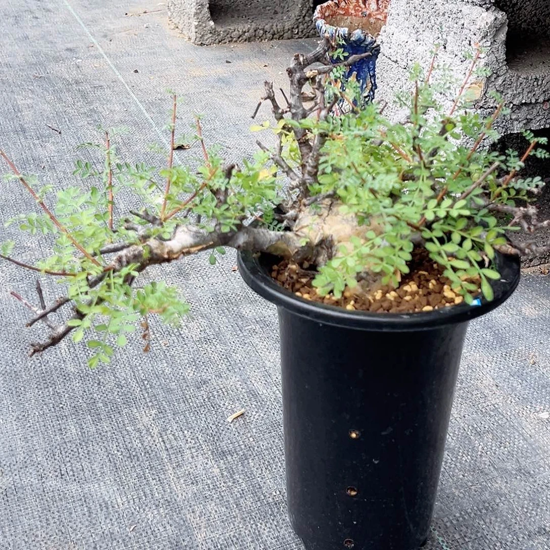 多肉植物索马里羽叶橄榄老家养定