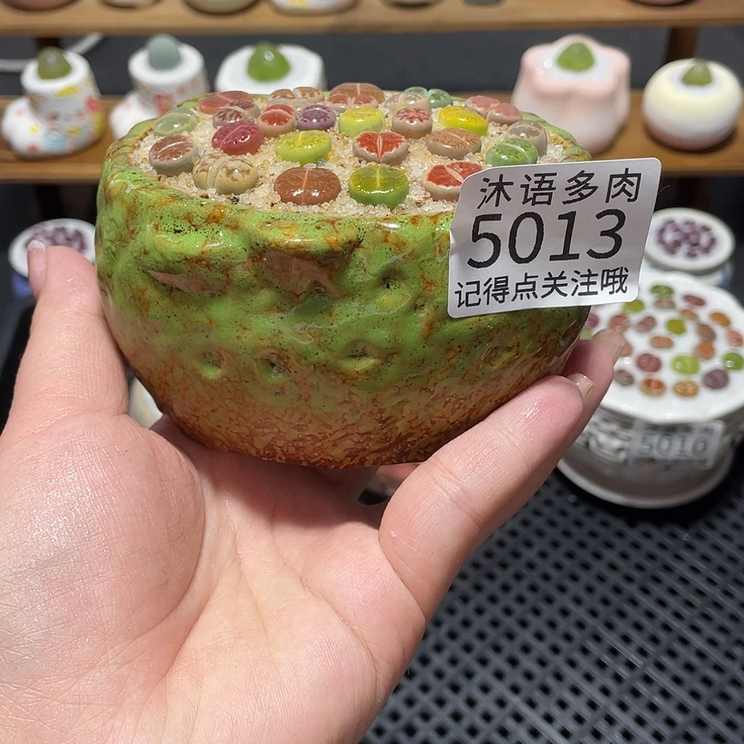 带盆土植物 一物一拍5013