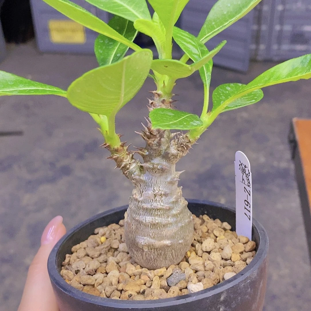 巴洛尼巴氏棒槌块根植物