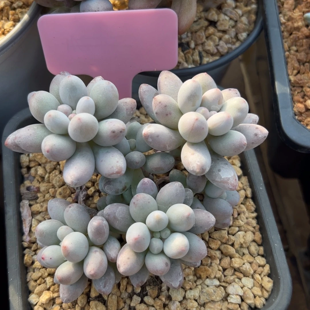 桃花奶111111111111