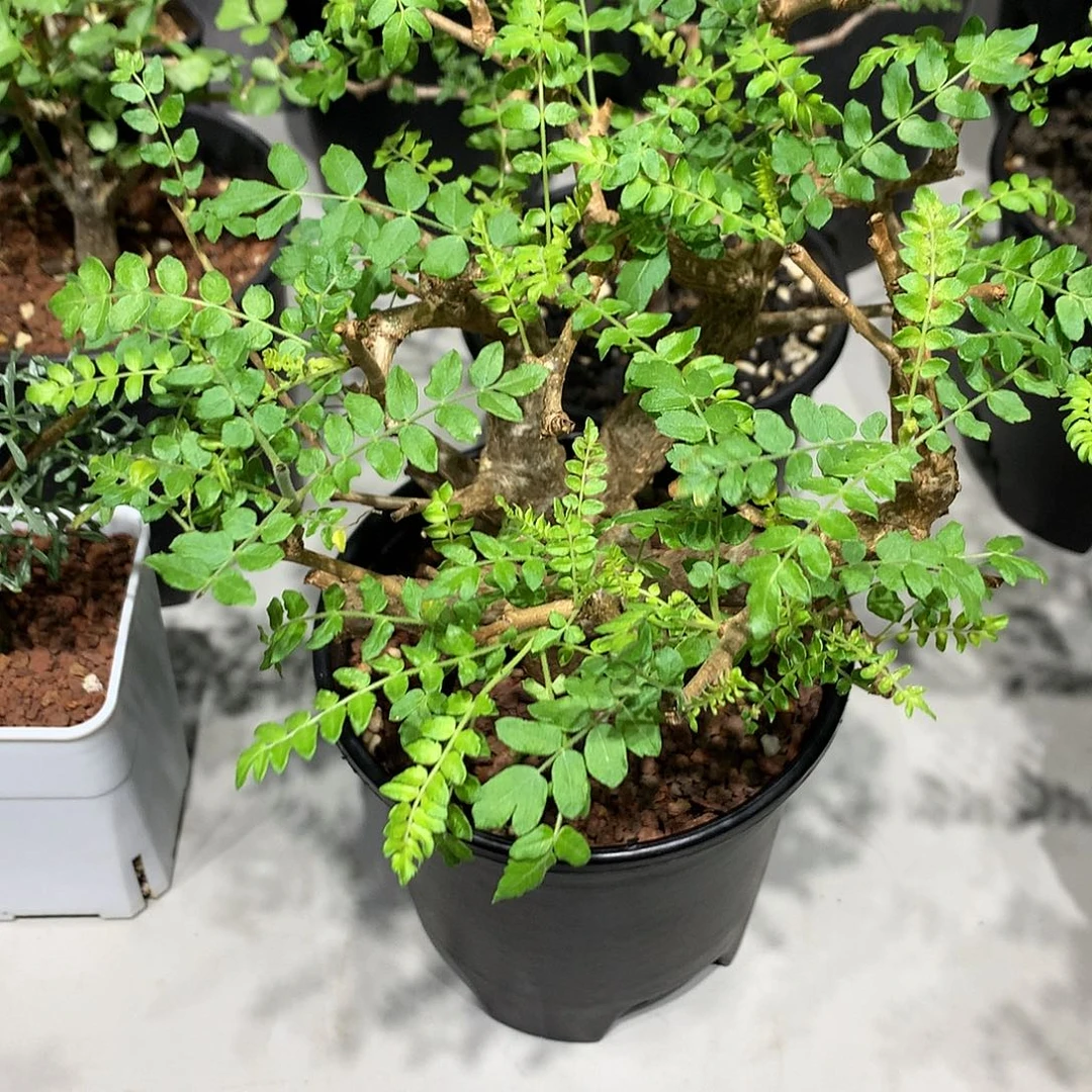 完全开放尼勒达乳香实生带盆土