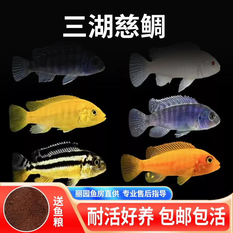 三湖慈鲷鱼黑线王子杂鲷生态缸小型活体耐养易活热带观赏鱼淡水鱼