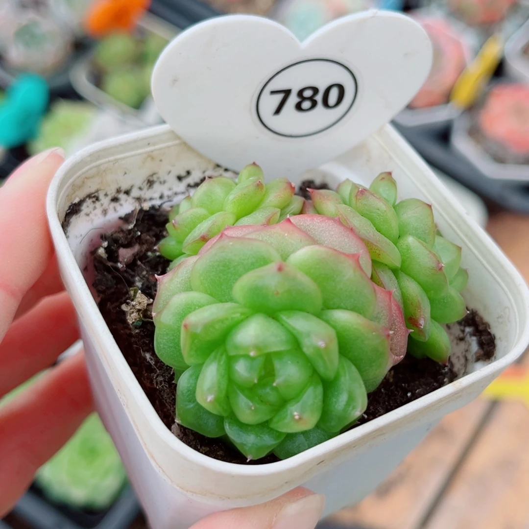 780号小老桩灯泡珍妮群