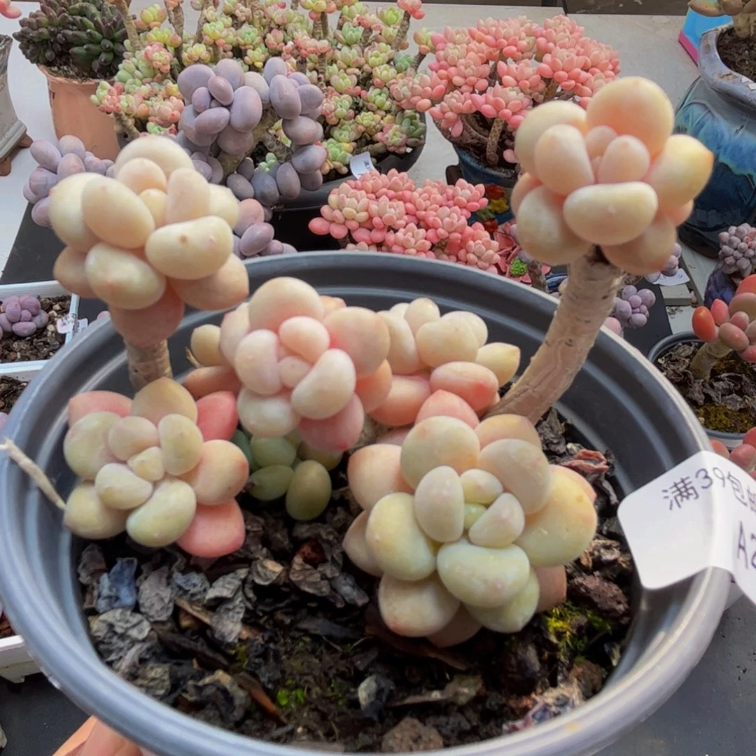 208/8cm鱼子酱多肉植物