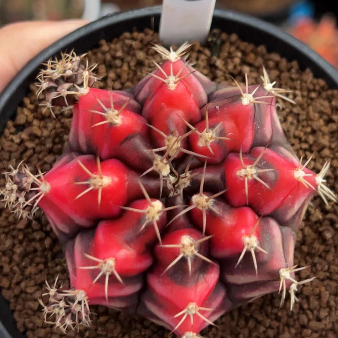 泰系侧芽西红柿8