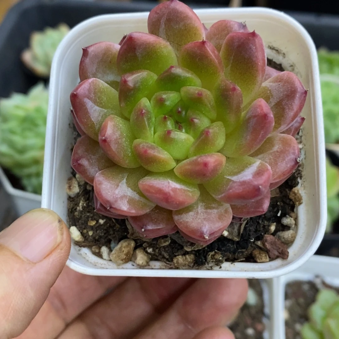 精品多肉一物一拍不包整44