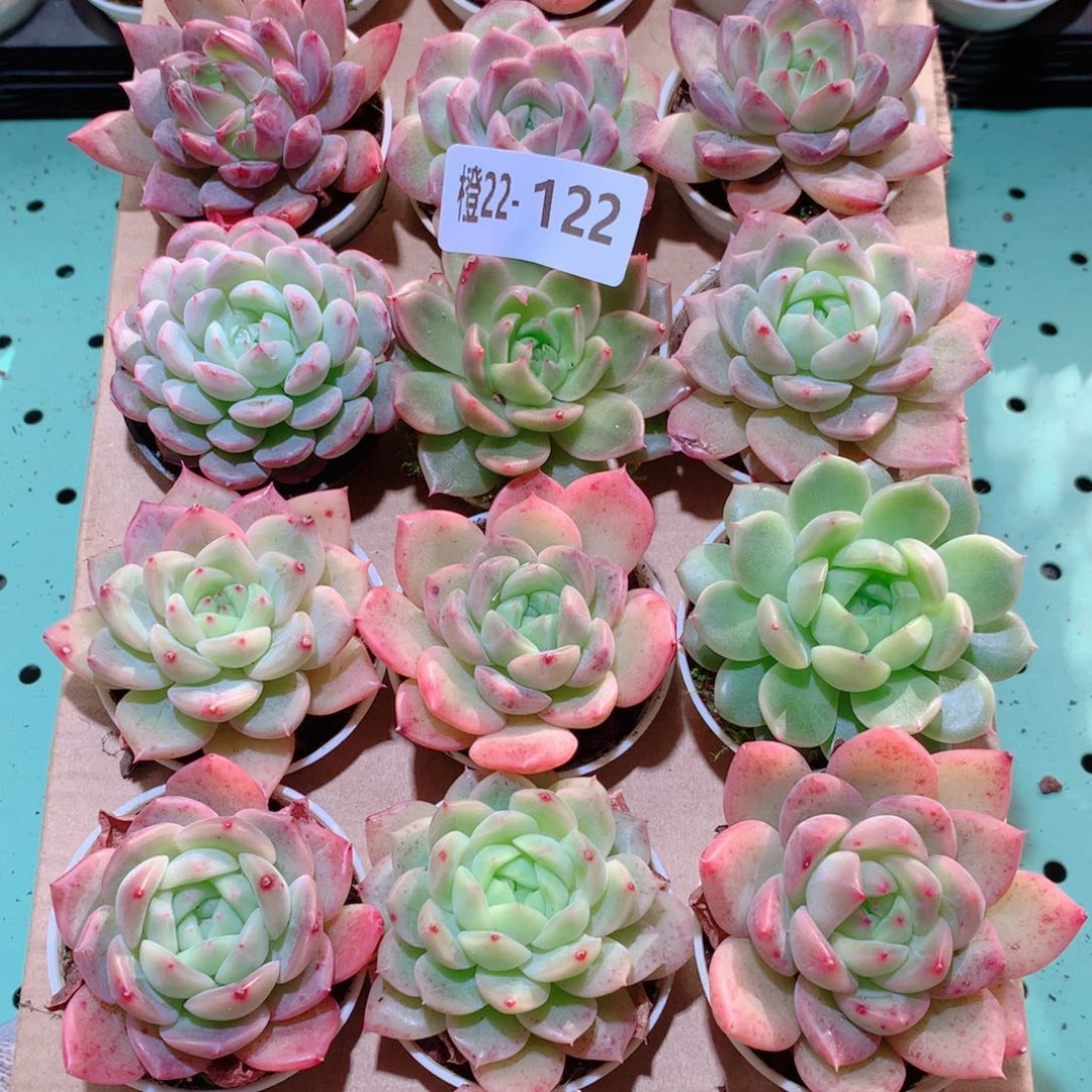 22-122一物一拍多肉带盆18颗